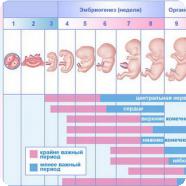 Календарь беременности по неделям