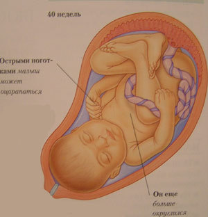 Плод. Сорок недель беременности