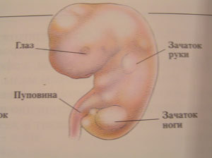 Эмбрион. Семь недель беременности