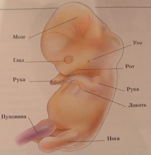 Плод. Восемь недель беременности
