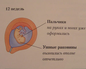 Плод. Двенадцать недель беременности
