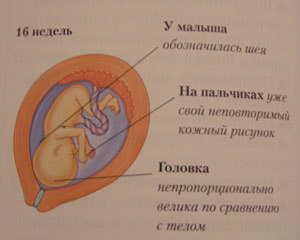 Плод. Шестнадцать недель беременности