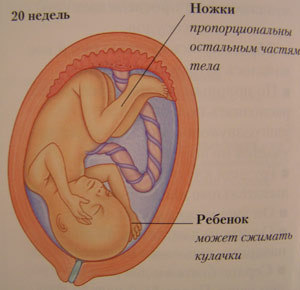 Плод. Двадцать недель беременности