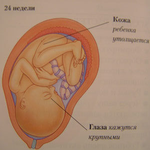 Плод. Двадцать четыре недели беременности