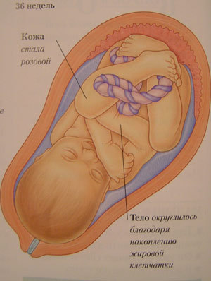 Плод. Тридцать шесть недель беременности